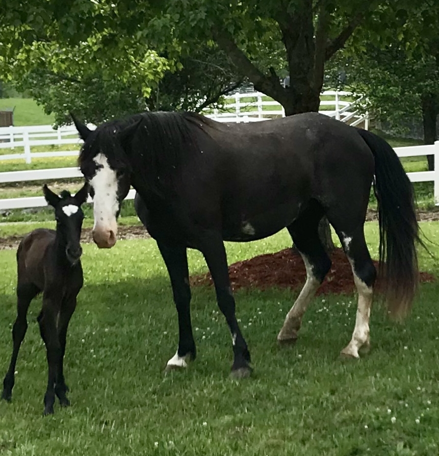 Major Opps with new baby by Colorado Smokey Valley Horses