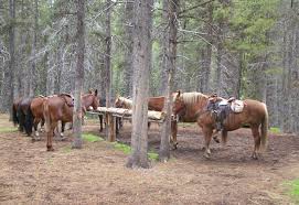 Horses in the forrest