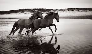 Roberto Dutesco.horse photo