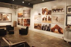 Wild Horses of Sable Island Gallery