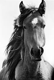 Roberto Dutesco.horse photo