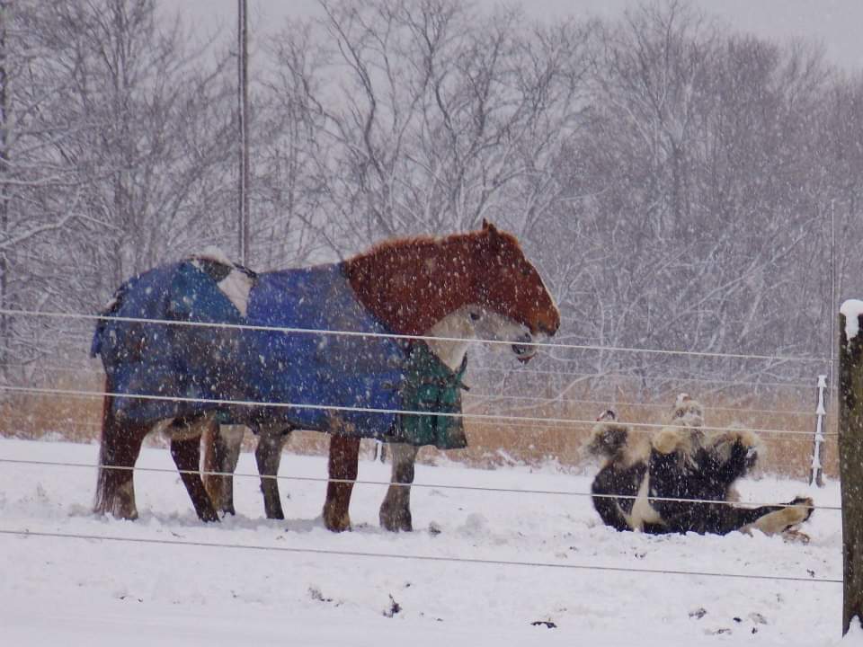 horses