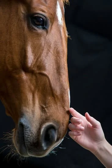 Health & Fitness For Humans & Horses