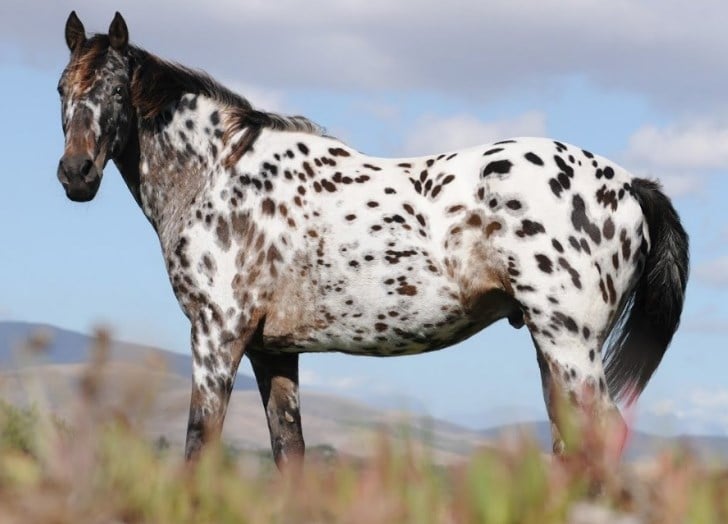 Appaloosa