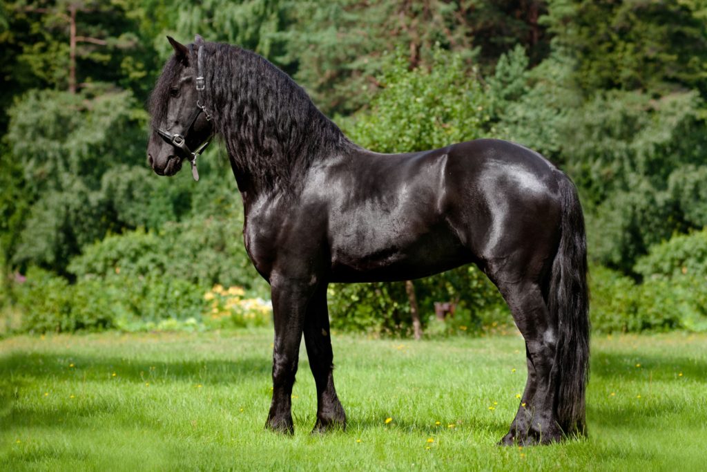 25 Razas De Caballos M S Bellas Amazing United State   Friesianhorse1 1024x683 