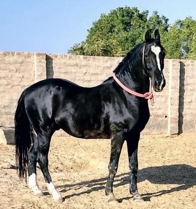 Marwari Horse