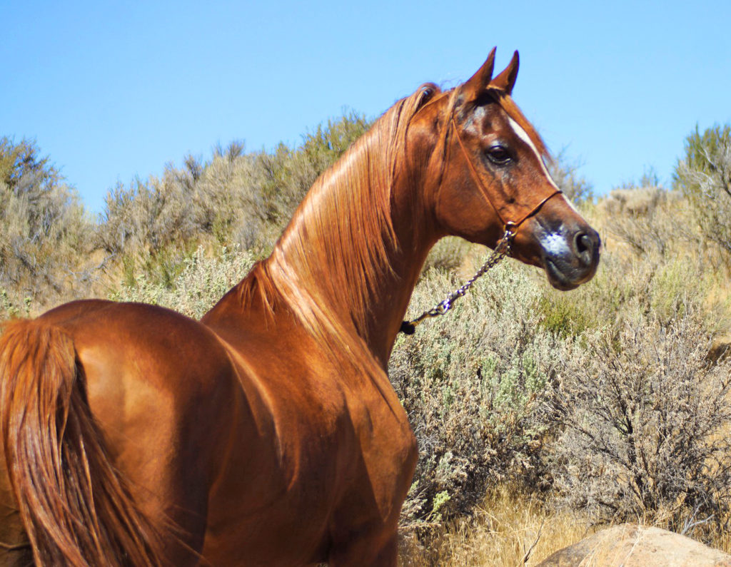 Arabian Horse