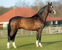 Dutch Warmblood