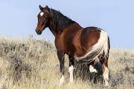 Mustang Horse