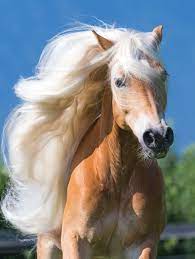 Haflinger Horse