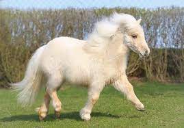 Shetland Pony