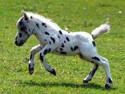 Falabella Horse