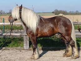 The Comtois Horse