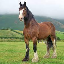 Shire Horse