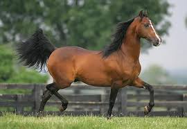 Morgan Horse