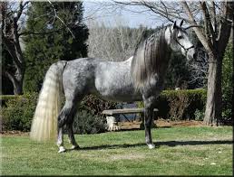 Andalusian