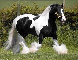 Gypsy Vanner Horse