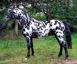 Knabstrupper Horse