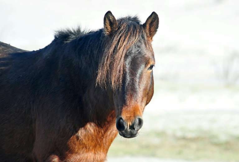 Brumby Horse