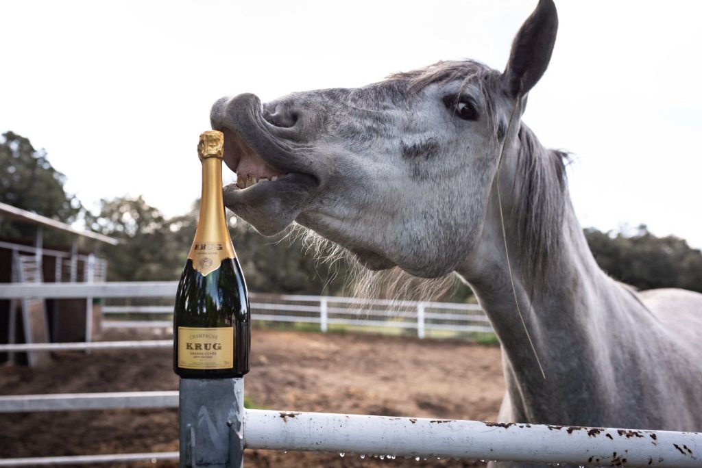 Horse drinking champaign