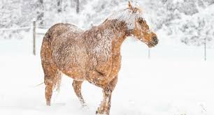 horse in the snow