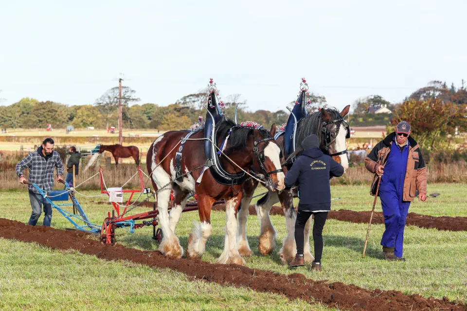 Clydesdale horses