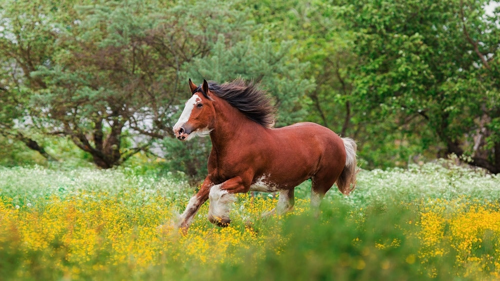 Clydesdale horse