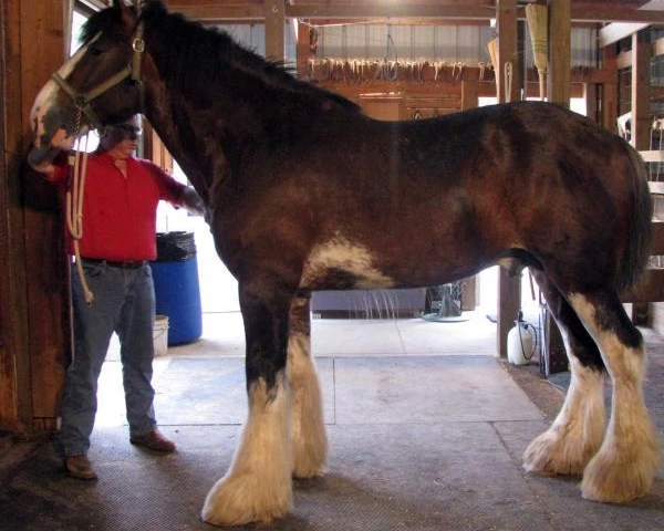 Clydesdale horse