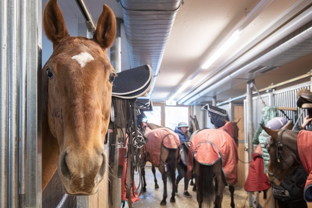 polo pony