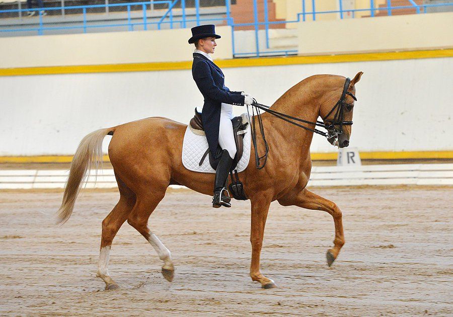 Dressage rider