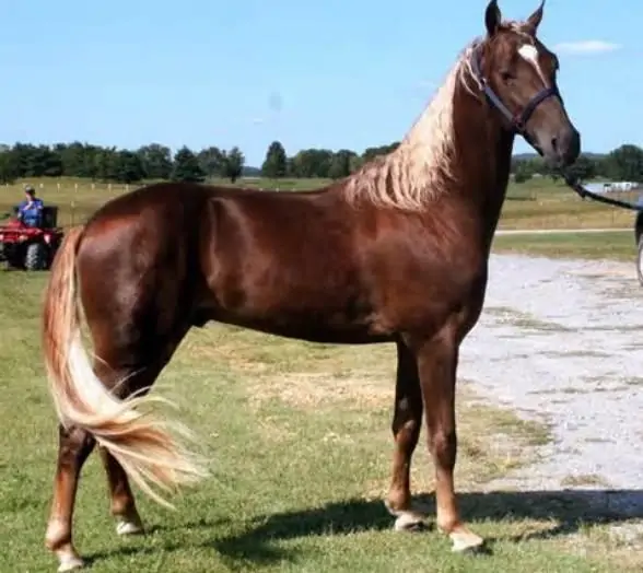 Tennessee Walking Horse