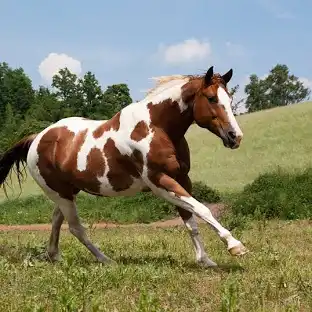 American Paint Horse