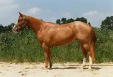 American Quarter Horse