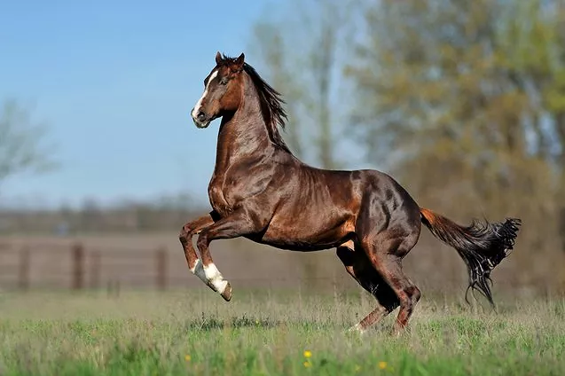 English Thoroughbred horse