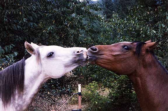 horses kissing