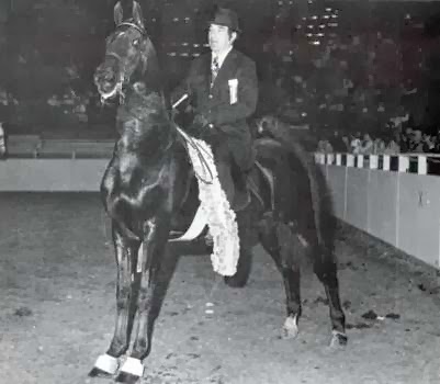 Saddlebred horse