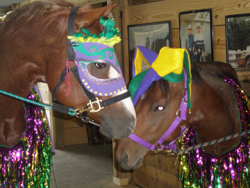 horses with costumes